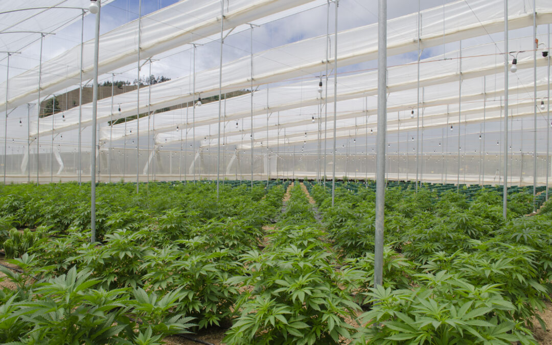 Empresa de cannabis medicinal Clever Leaves faz uso de inovações tecnológicas em suas plantações