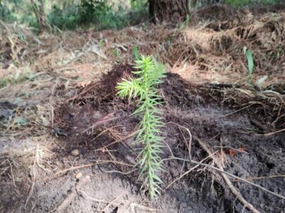 floresta e queimada