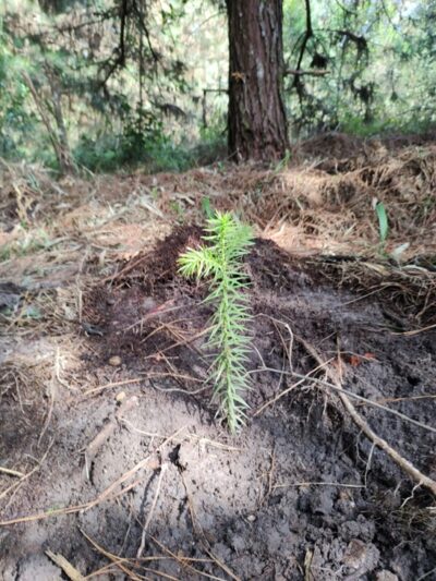 floresta e queimada